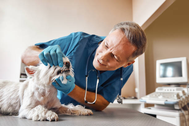 Best Weekend Emergency Dentist in Hinsdale, IL